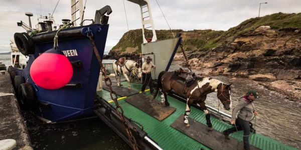 Clare Island cargo service horses coming off ferry